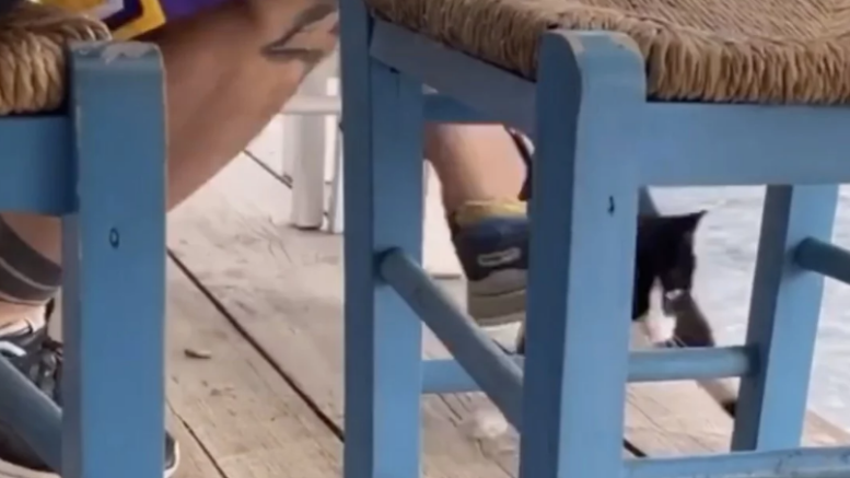 Αυτός είναι ο άντρας που κλώτσησε την γάτα στη ταβέρνα – Απαντά με ύβρεις  και χυδαίες εκφράσεις στο Instagram - Σκάι Πάτρας
